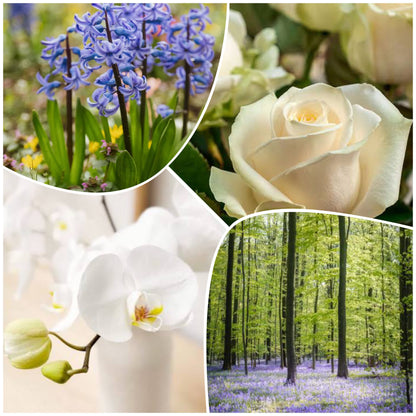 Bougie Jacinthe des Bois